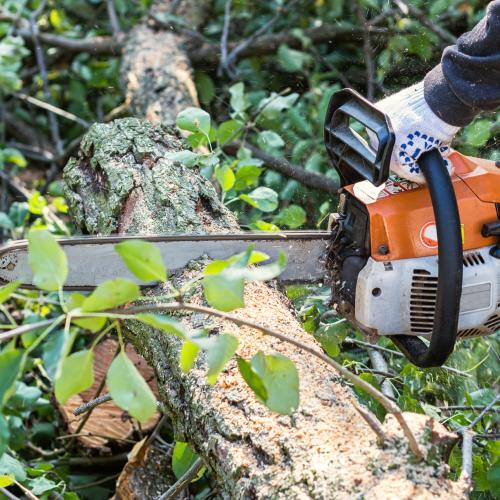 Tree Removal